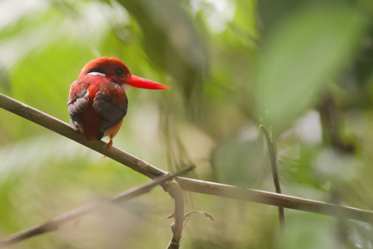 Philippine Dwarf-Kingfisher - Peter Candido