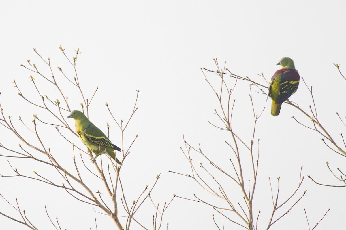 Philippine Green-Pigeon - Peter Candido