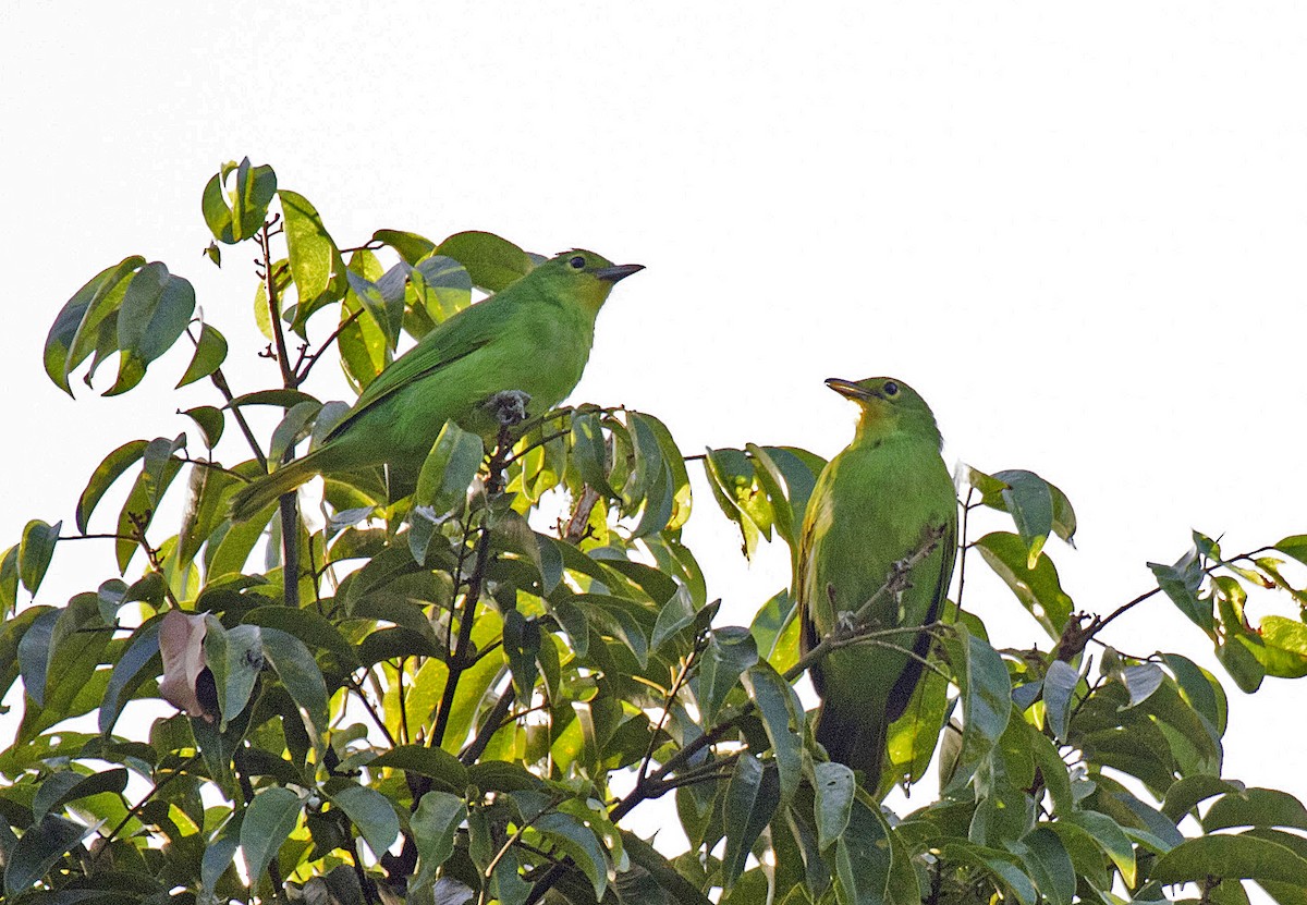 Philippine Leafbird - ML381203971