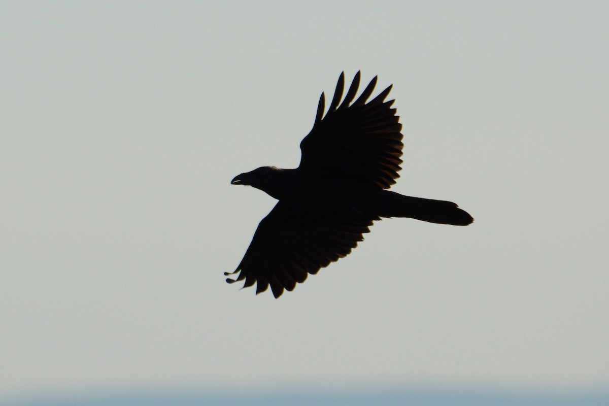 Common Raven - Patrick Maurice