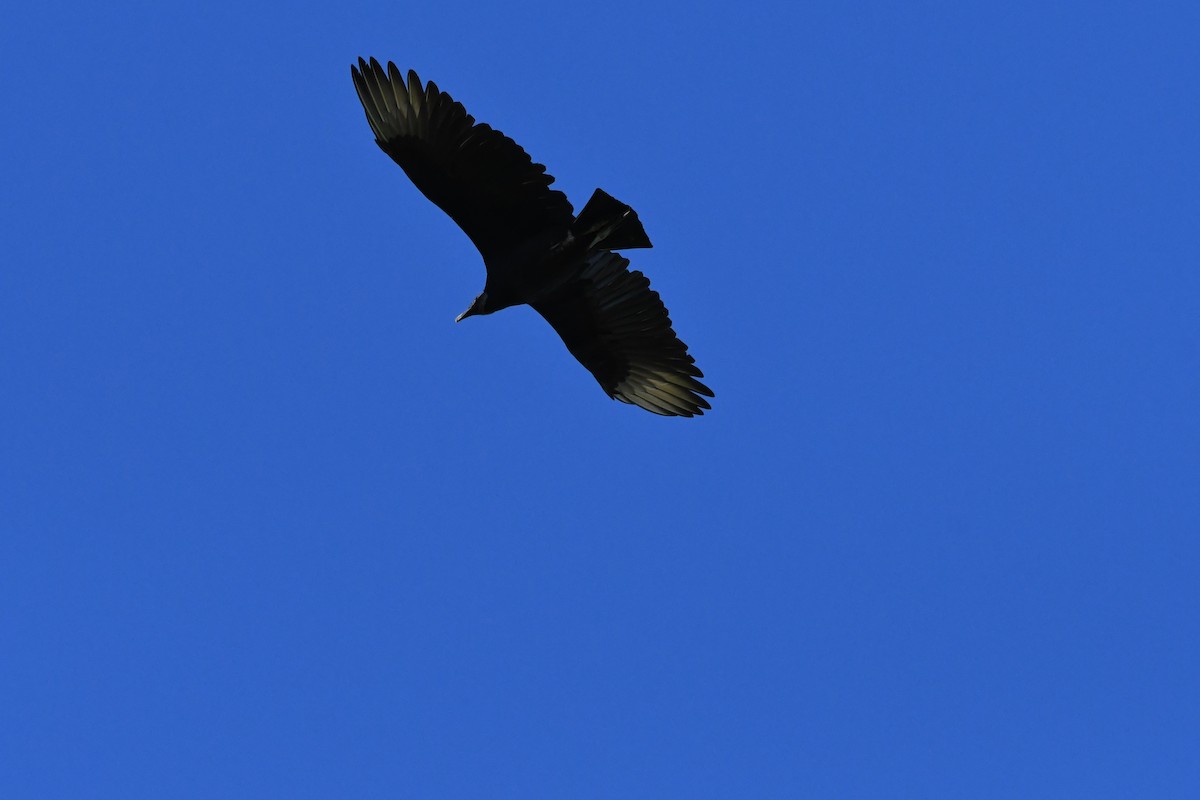 Black Vulture - ML381209701