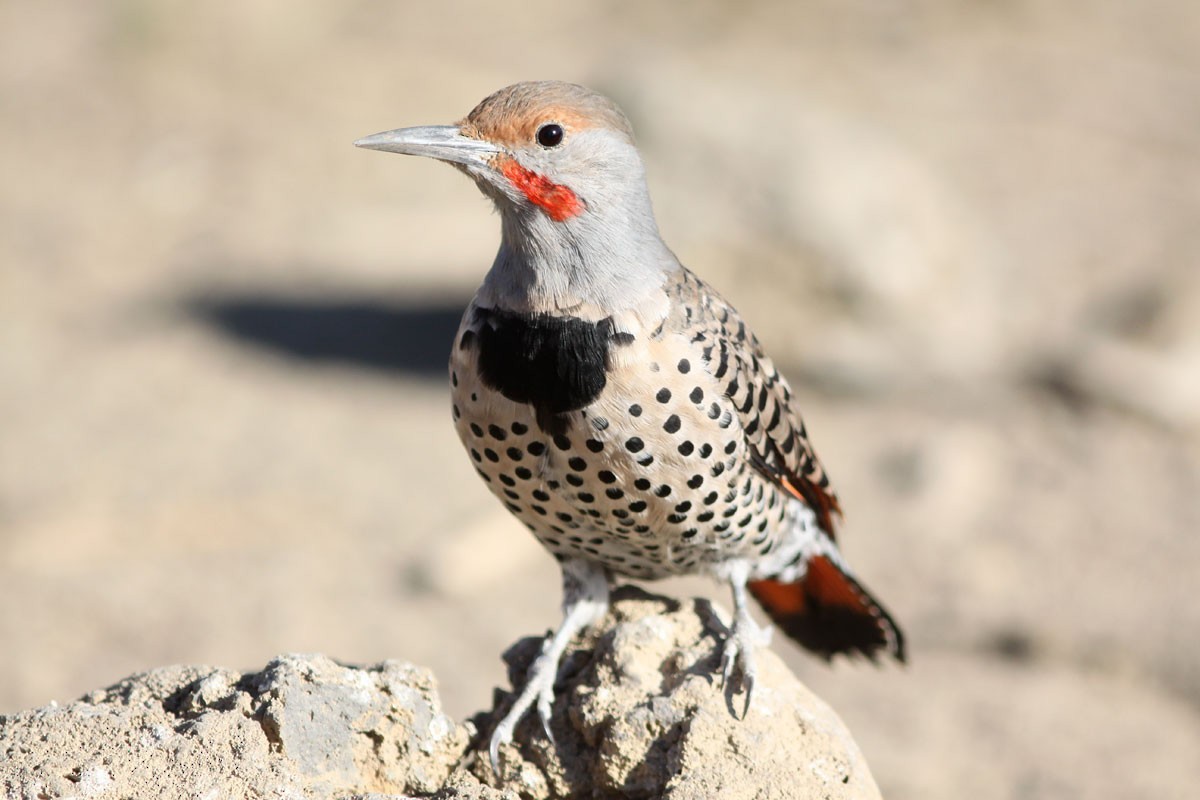 Northern Flicker (Red-shafted) - ML38121071