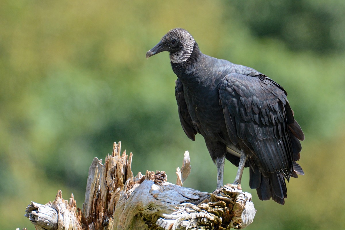Black Vulture - Patrick Maurice