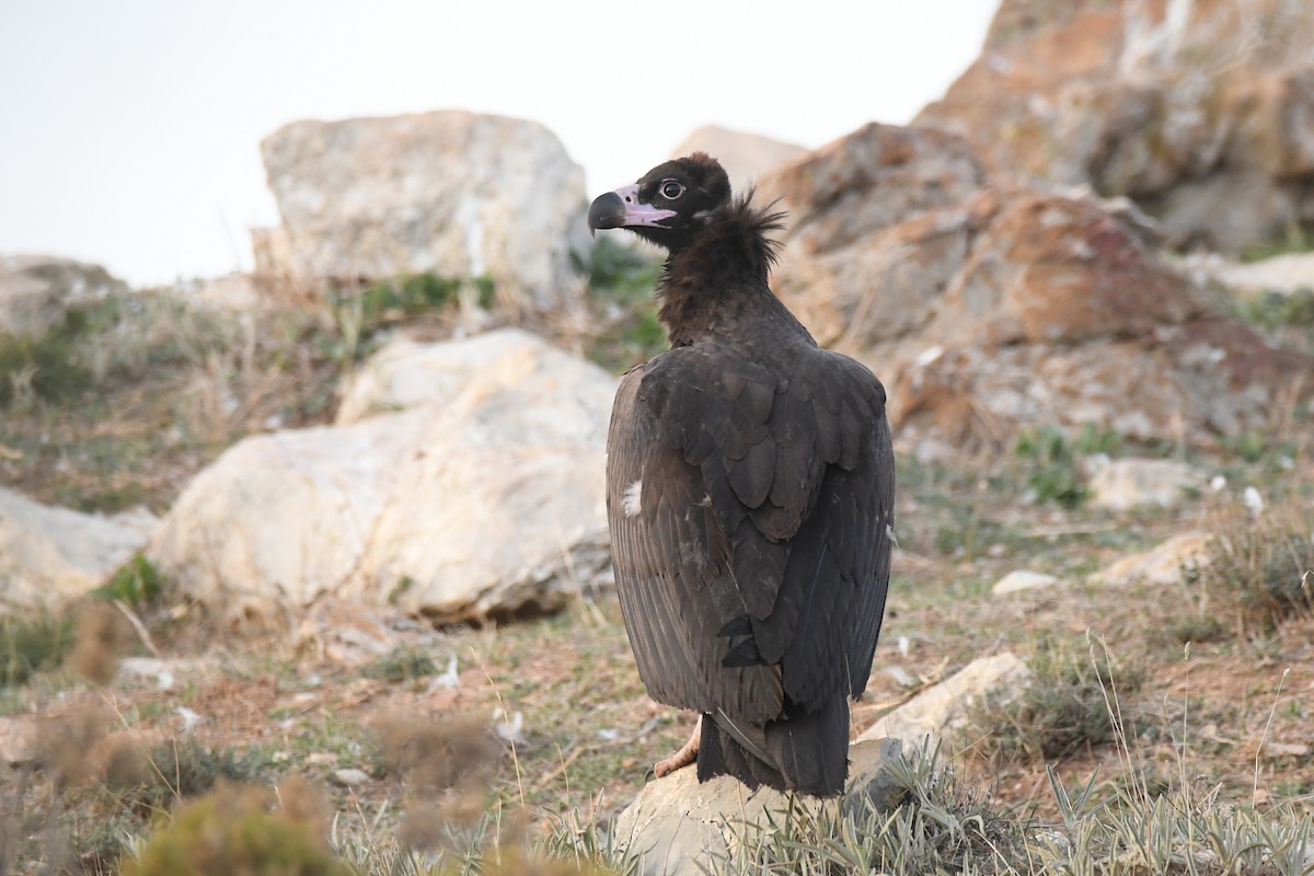 Cinereous Vulture - ML381213851