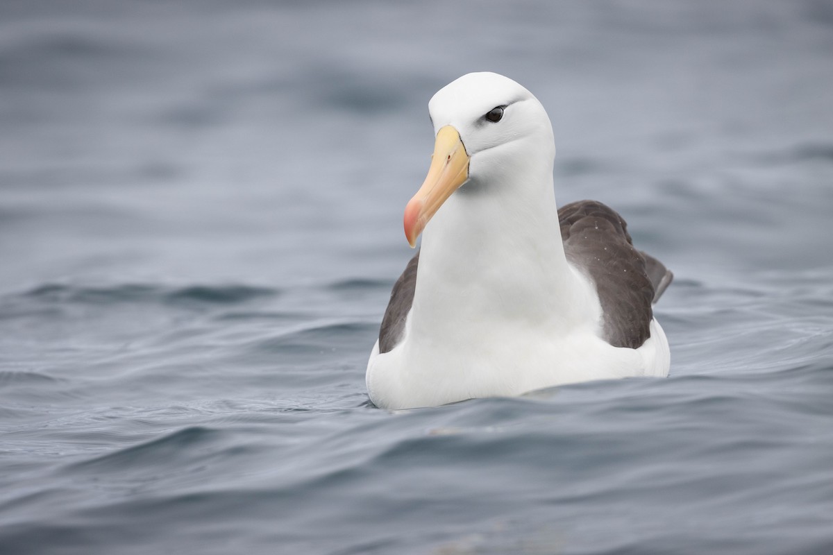 albatros černobrvý - ML381214131