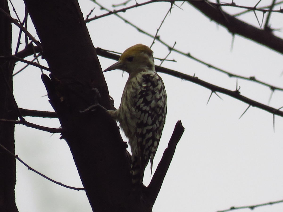 Yellow-crowned Woodpecker - Ritvik Singh