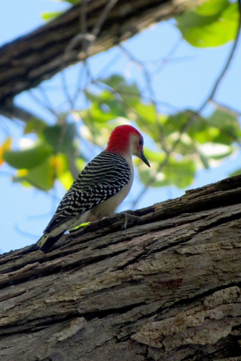 Red-bellied Woodpecker - ML381216811