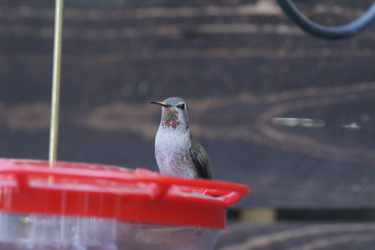 Anna's Hummingbird - ML381221211