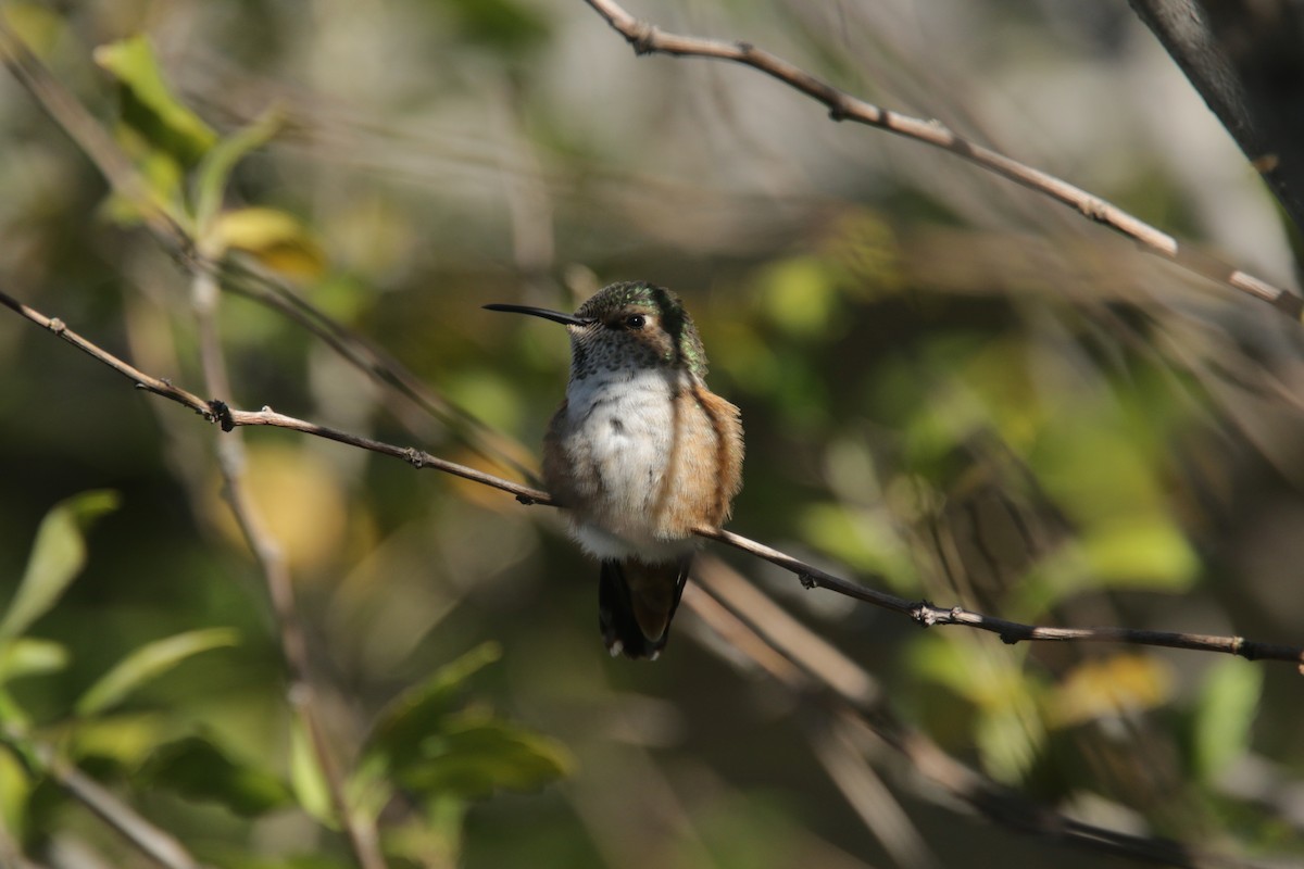 Allen's Hummingbird - Ryan Terrill