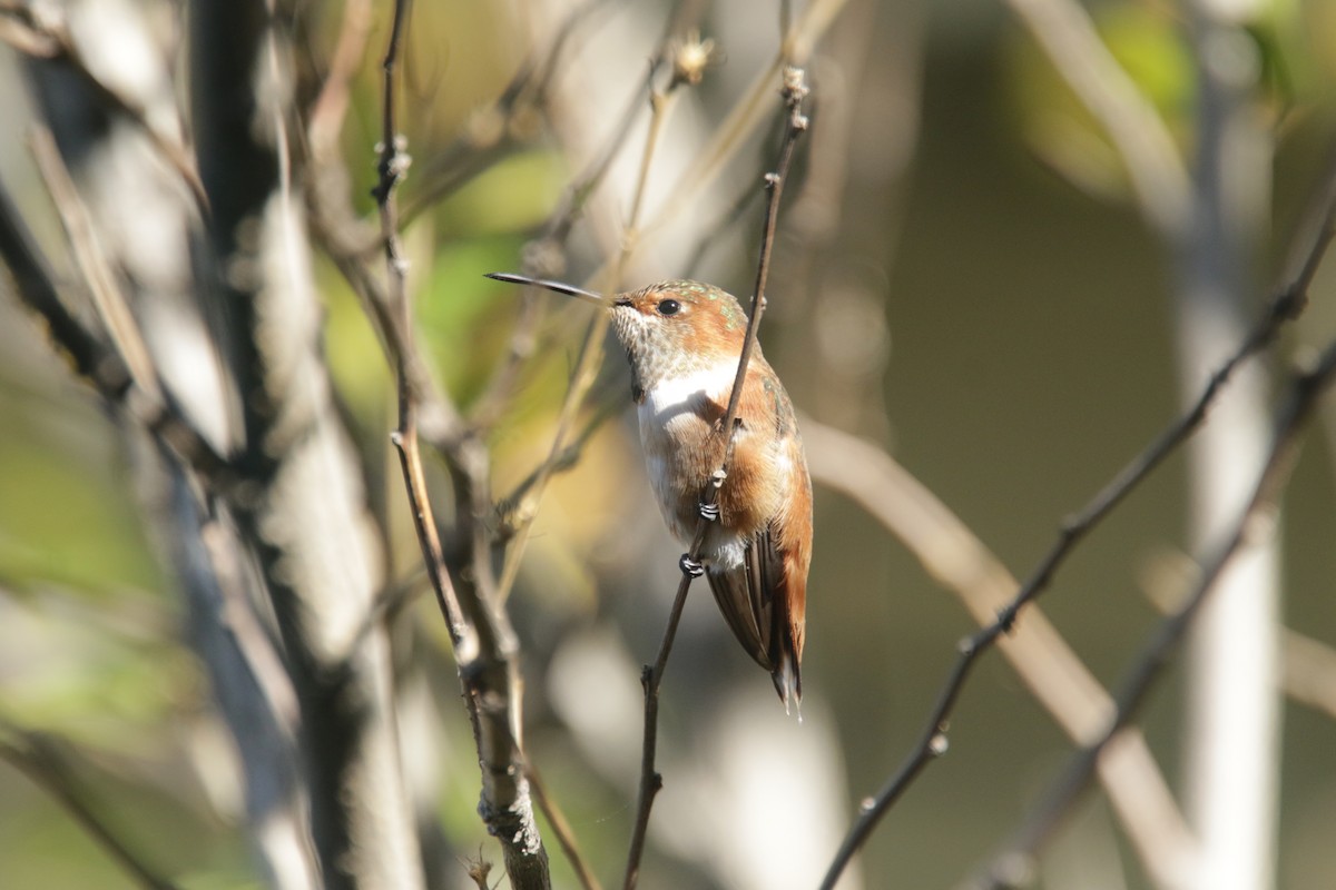 Allen's Hummingbird - ML381221361