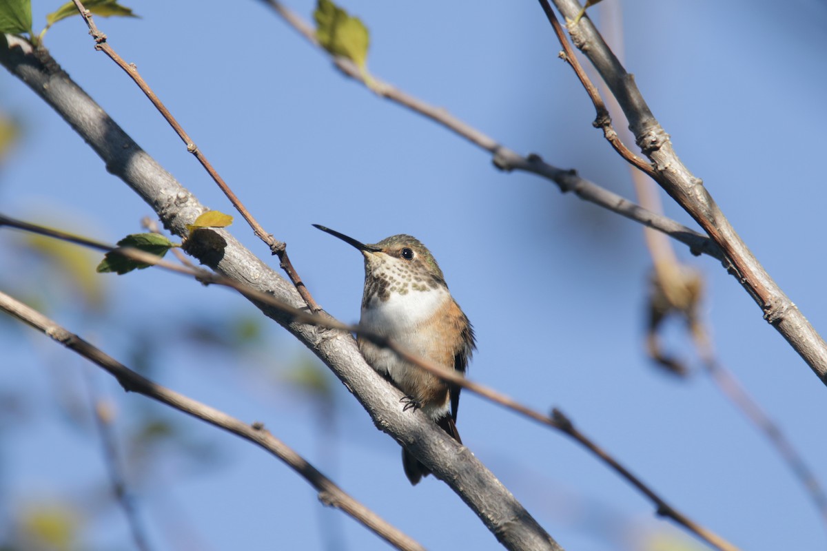 Allen's Hummingbird - ML381221871