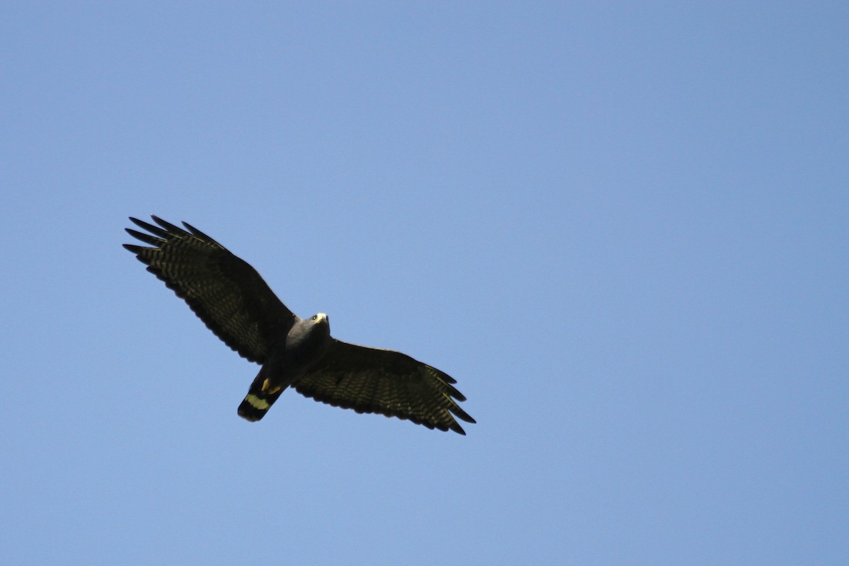 Zone-tailed Hawk - Carlos Funes