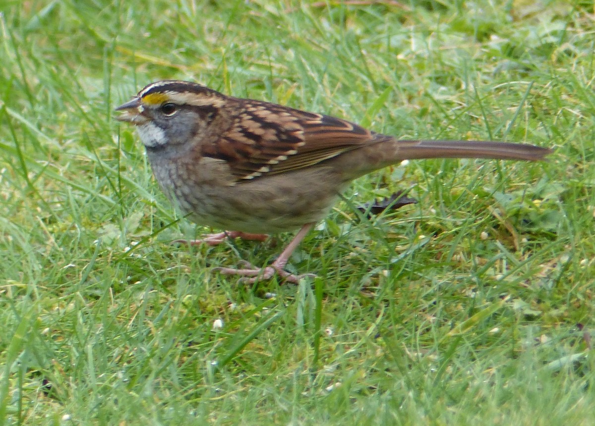 White-throated Sparrow - ML381242581
