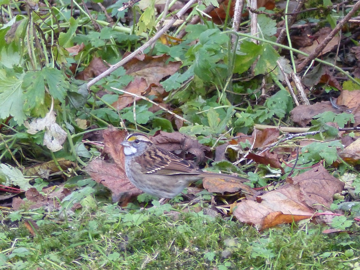 White-throated Sparrow - ML381242621