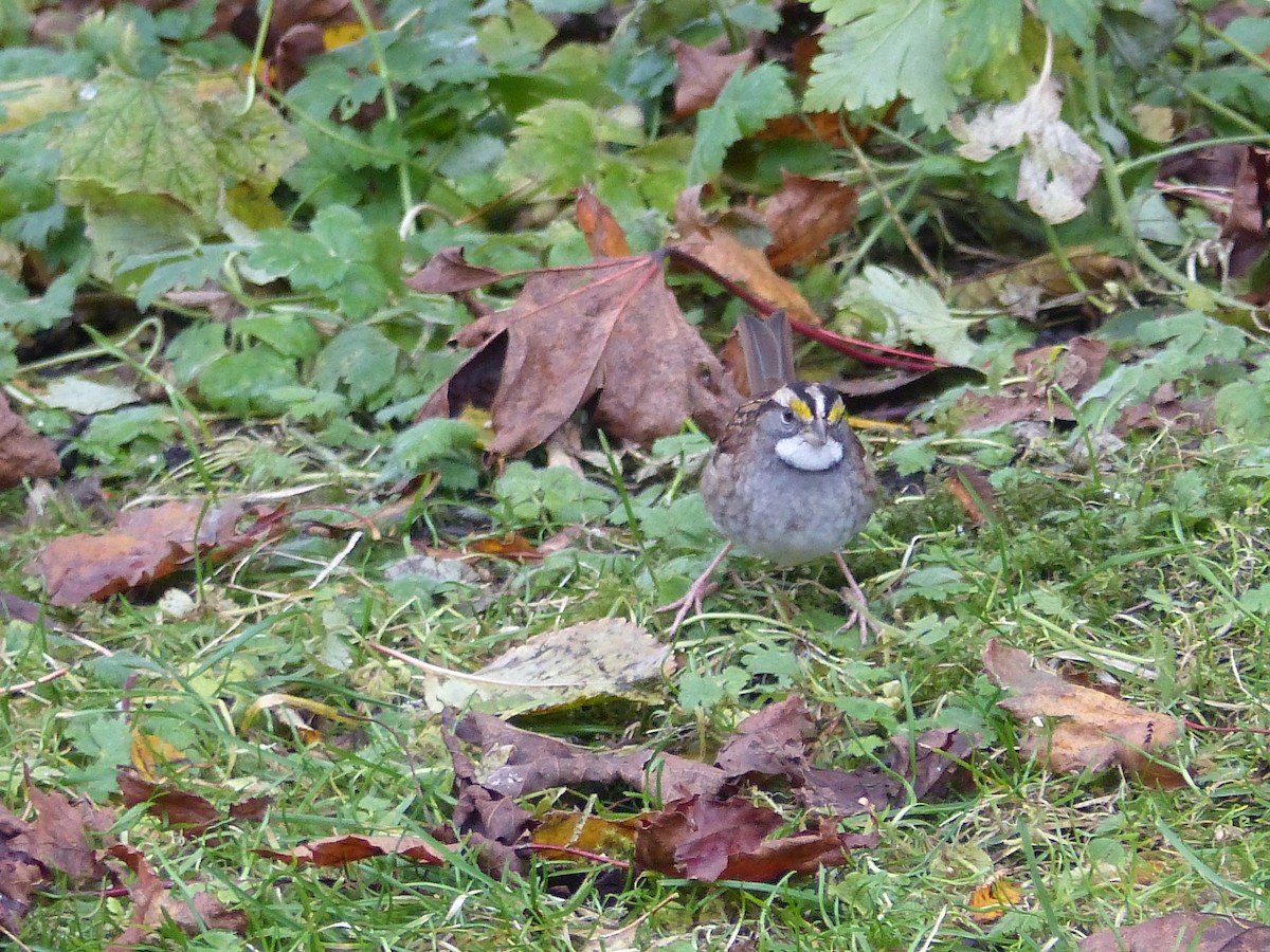 White-throated Sparrow - ML381243771