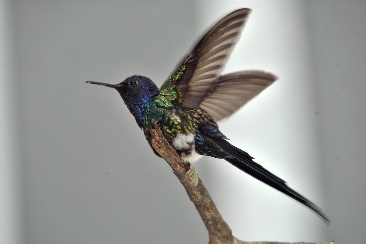 Swallow-tailed Hummingbird - ML381246751