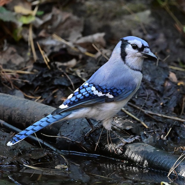 Blue Jay - Vermont eBird