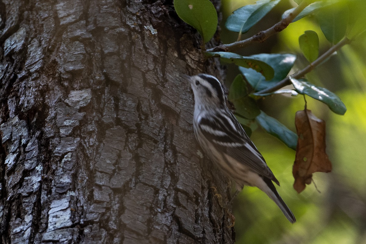 Black-and-white Warbler - ML381252991