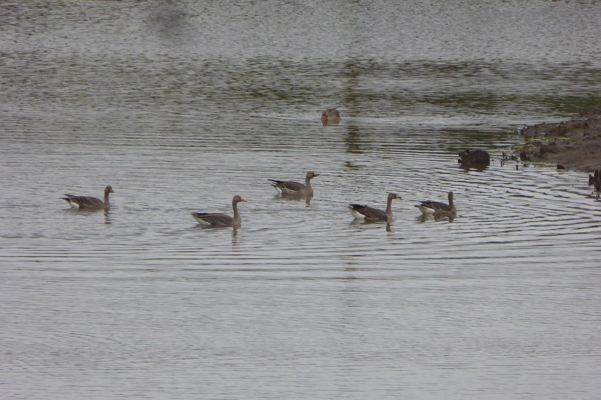 Greater White-fronted Goose - ML381257111