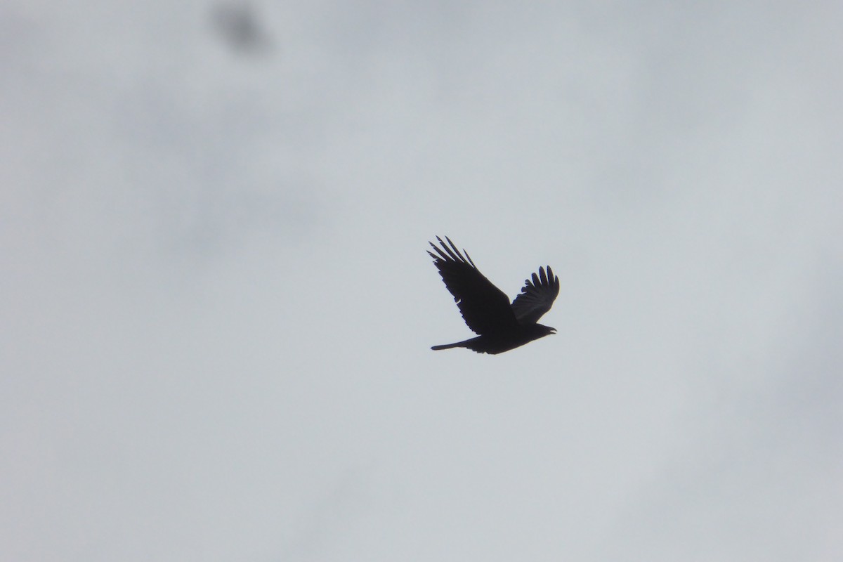 Common Raven - Doug Niwa
