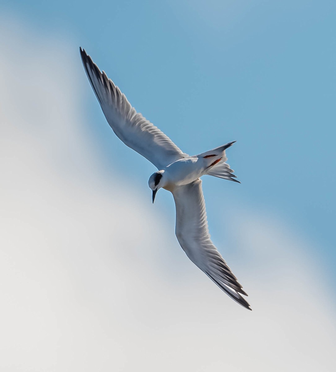 Forster's Tern - Guy Tremblay