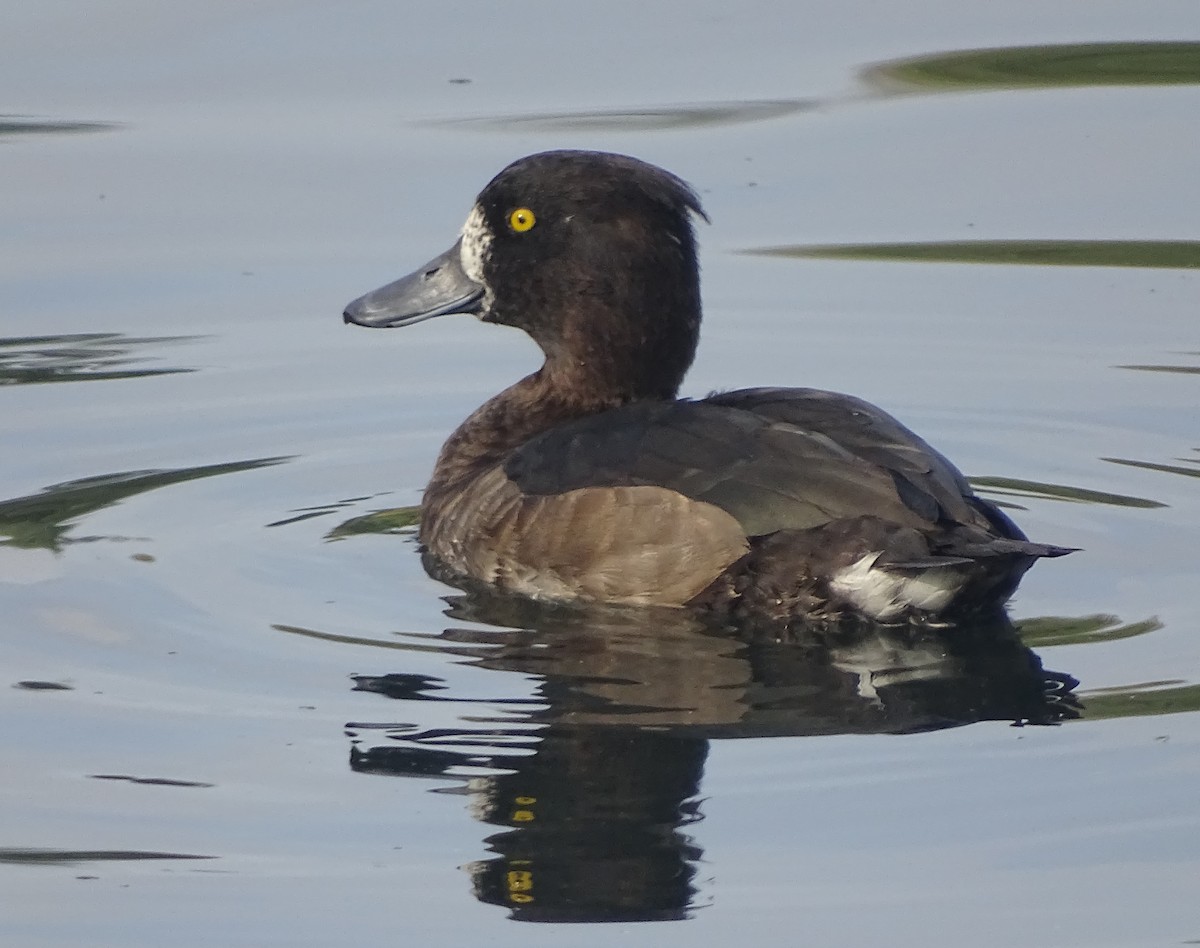 Tufted Duck - ML38126511