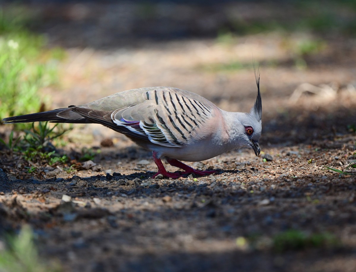 Crested Pigeon - ML381271911