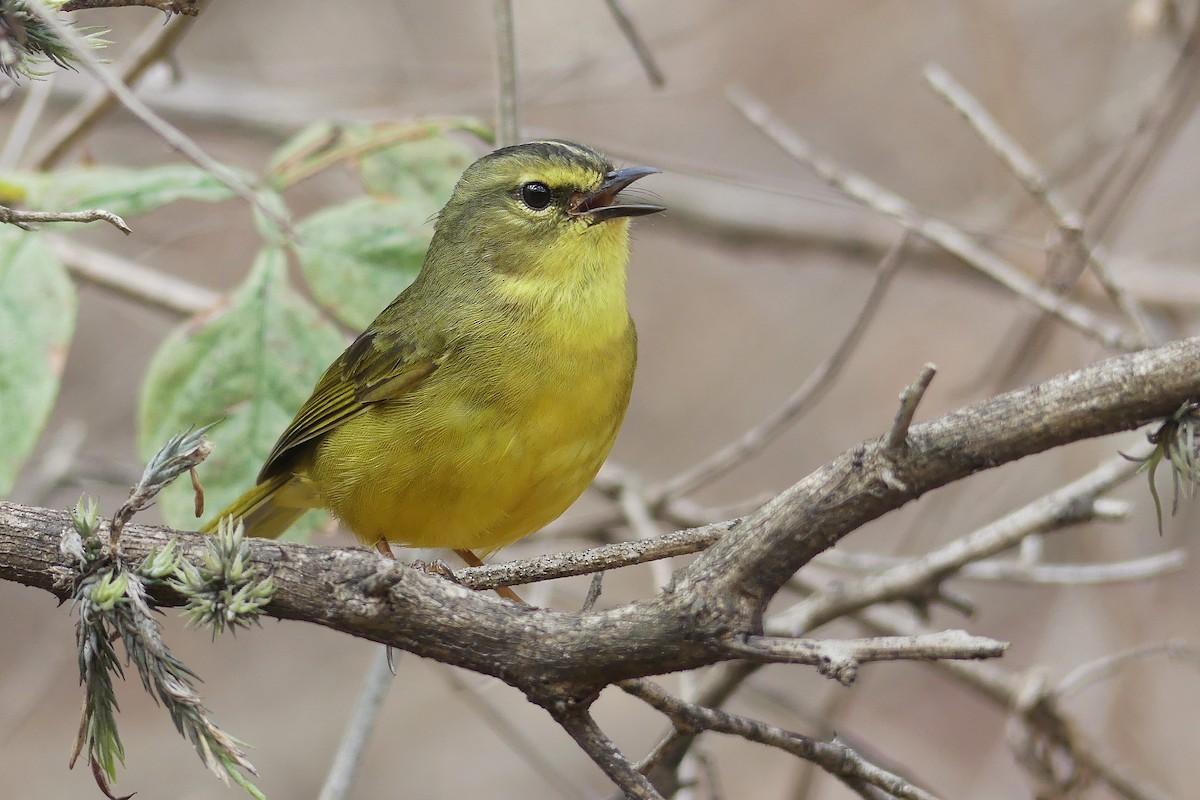 Two-banded Warbler - ML381278571