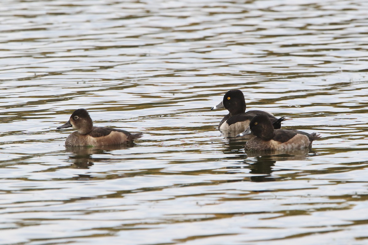 Ring-necked Duck - Gang Wu