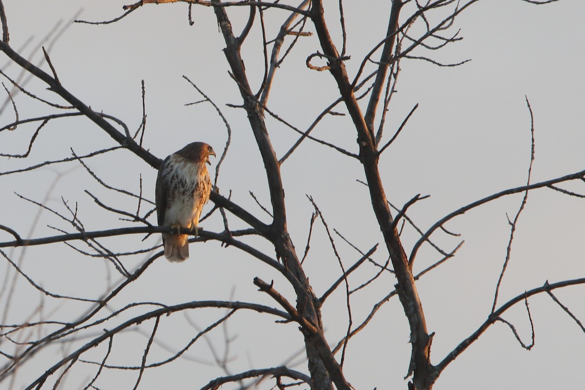Red-tailed Hawk - ML381280501