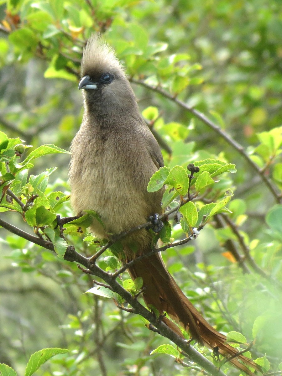 Speckled Mousebird - ML38128321