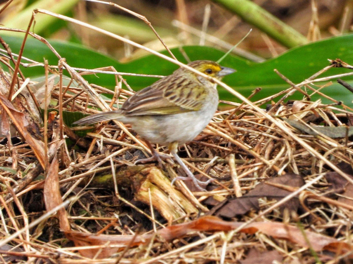 Yellow-browed Sparrow - ML381284041