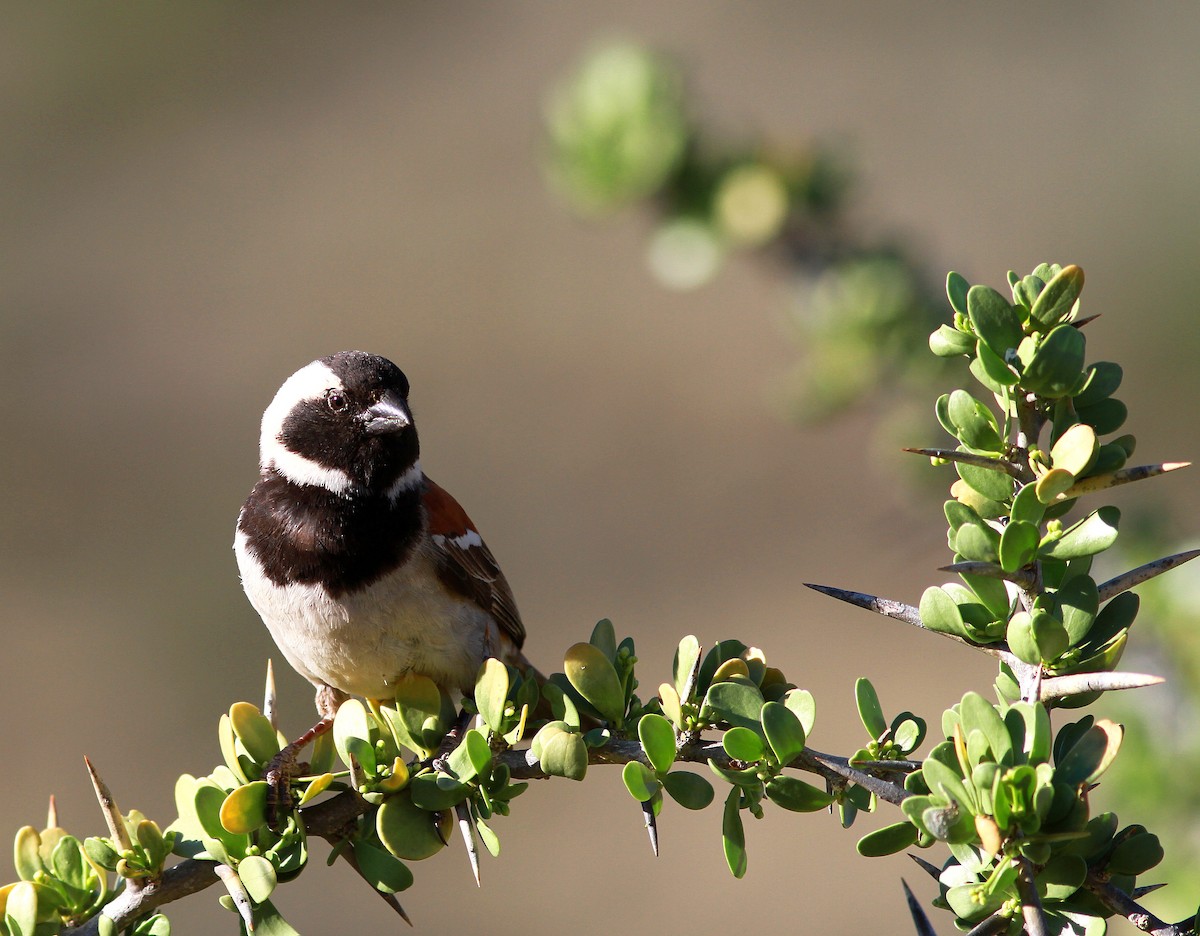 Cape Sparrow - Guy Poisson