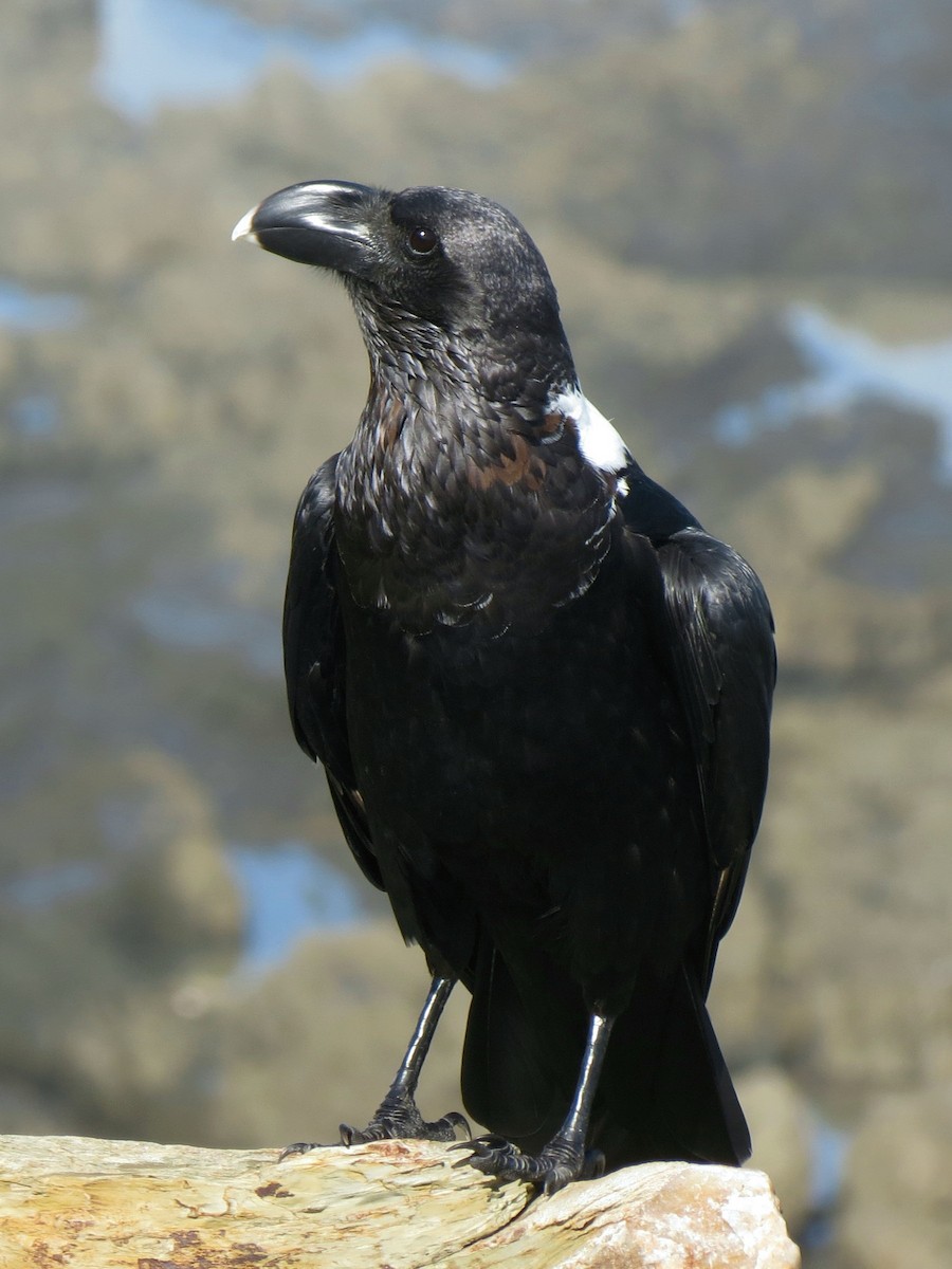 White-necked Raven - ML38128671