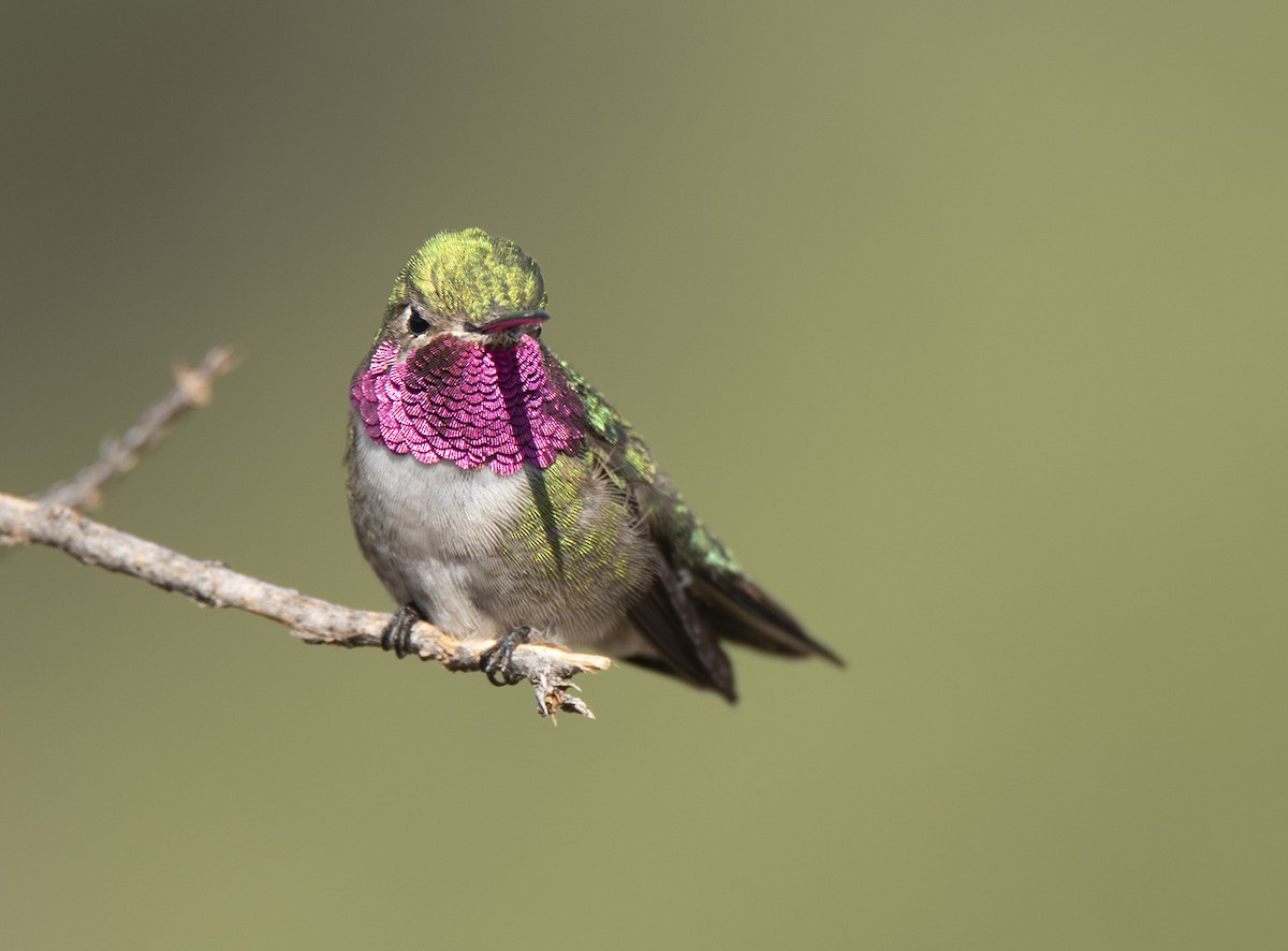 Broad-tailed Hummingbird - Leonardo Guzmán (Kingfisher Birdwatching Nuevo León)