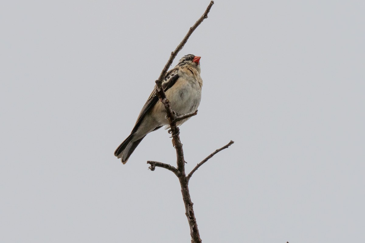 Pin-tailed Whydah - ML381290261