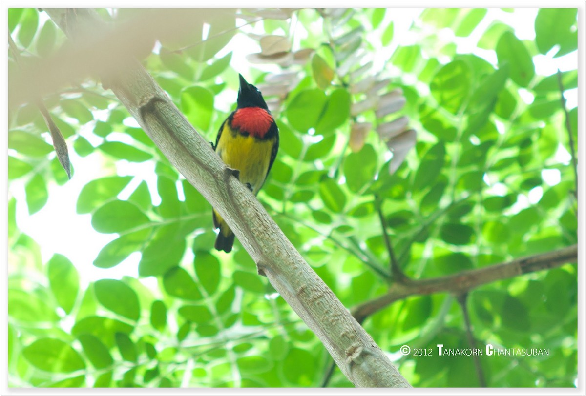 Scarlet-backed Flowerpecker - Tanakorn Chantasuban
