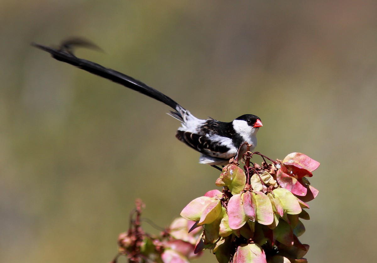 Pin-tailed Whydah - Guy Poisson