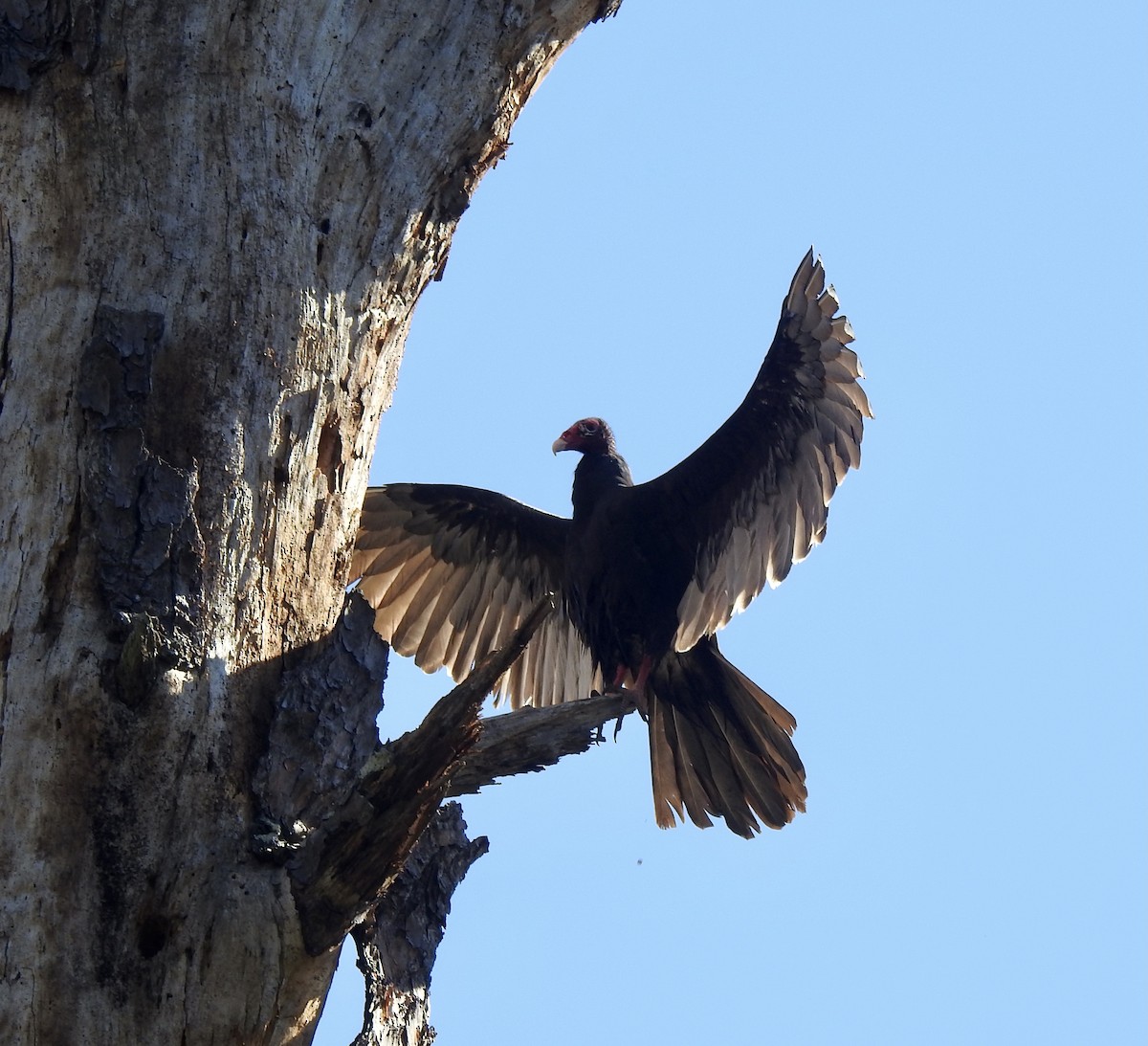 Turkey Vulture - ML381295521