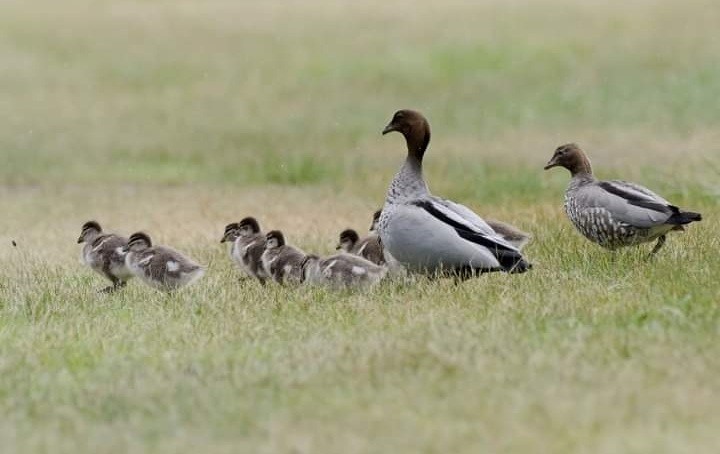 Maned Duck - Geelong Field Naturalists Club Bird Group