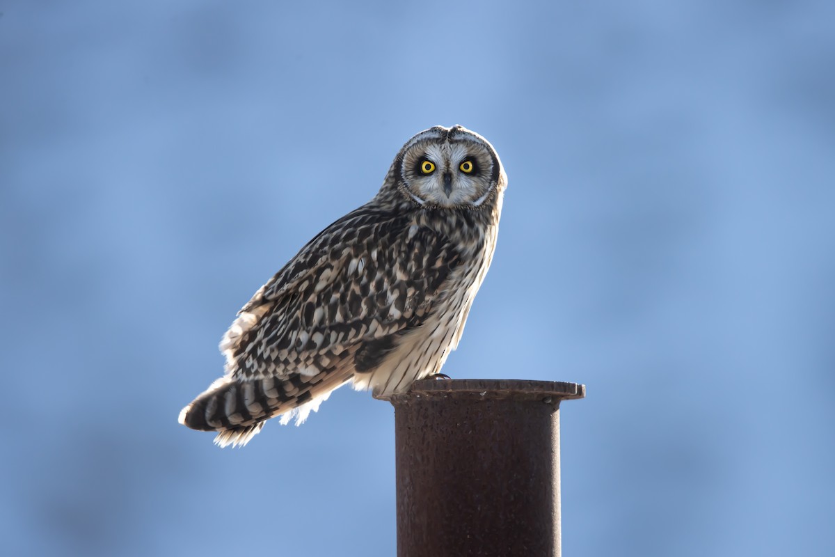 eBird Checklist - 7 Feb 2021 - Pole Cat Rd. - 3 species