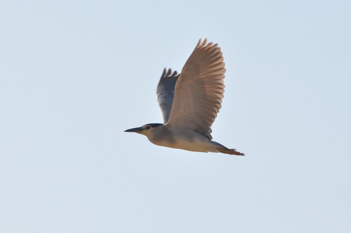 Black-crowned Night Heron - ML38130251