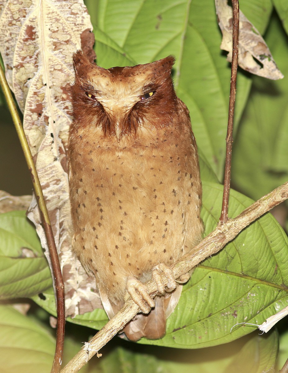 Serendib Scops-Owl - Guy Poisson
