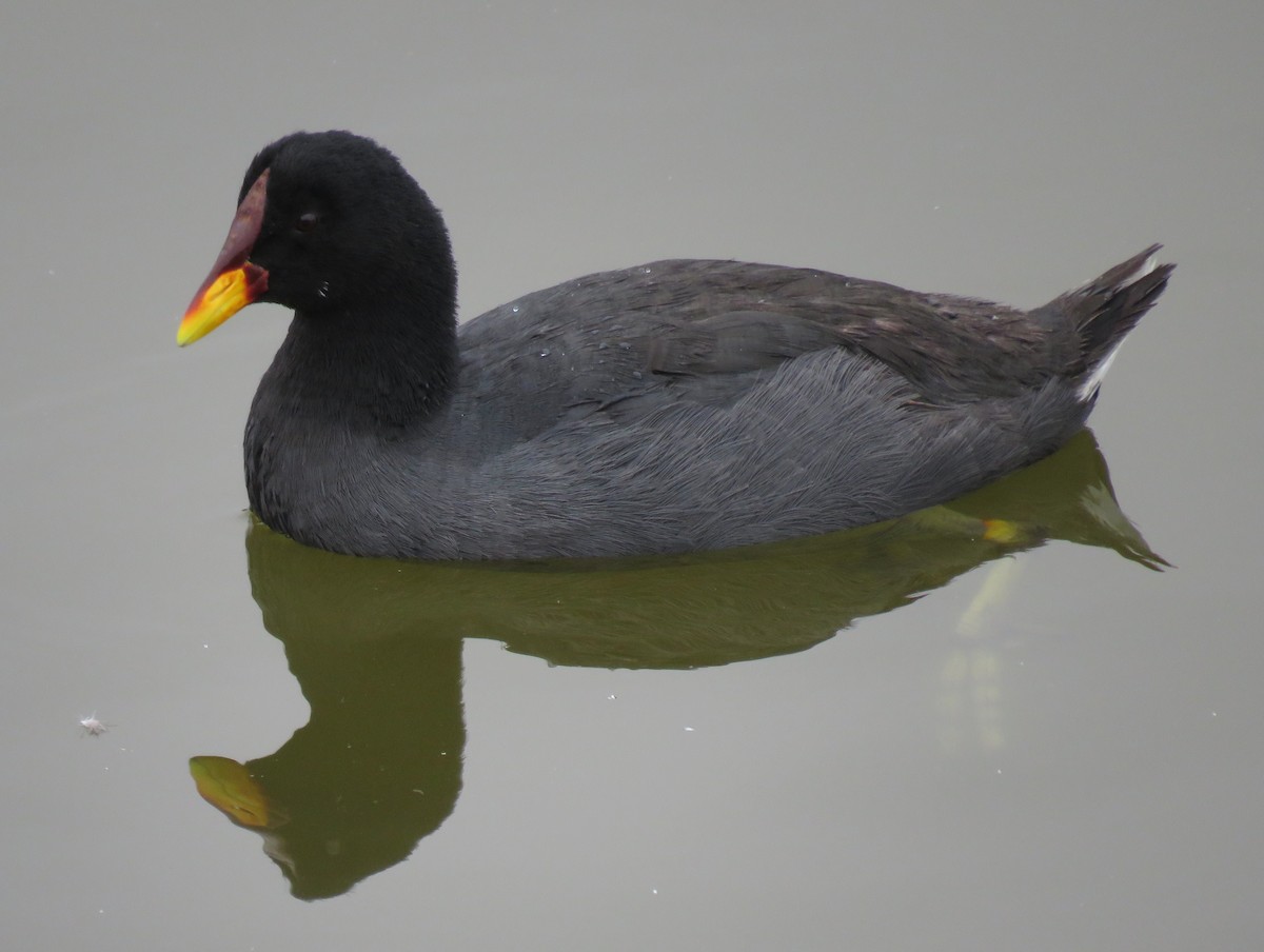 Red-fronted Coot - ML381307281
