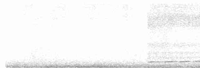 White-throated Nightjar - ML381310331