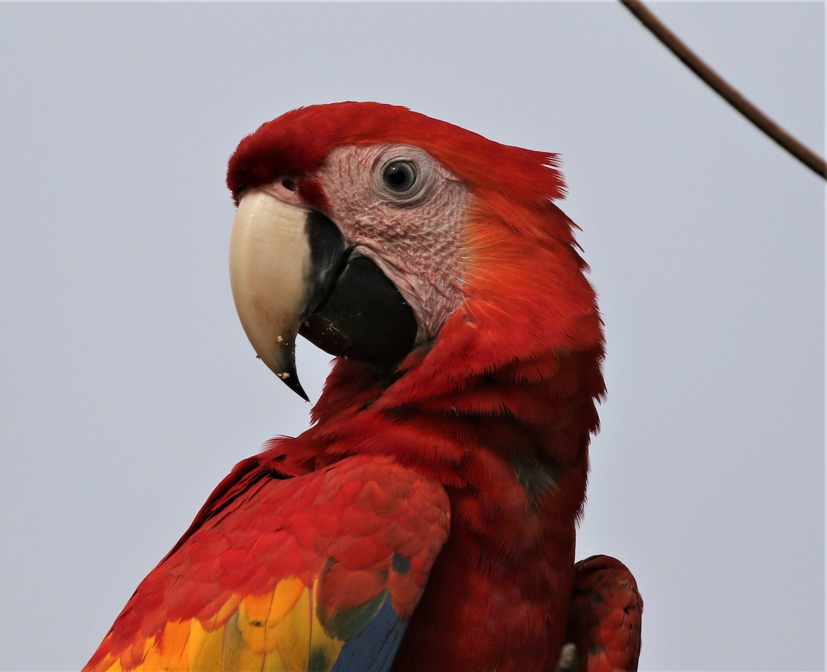 Scarlet Macaw - Kevin Thomas