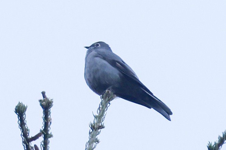 Townsend's Solitaire - ML381314421