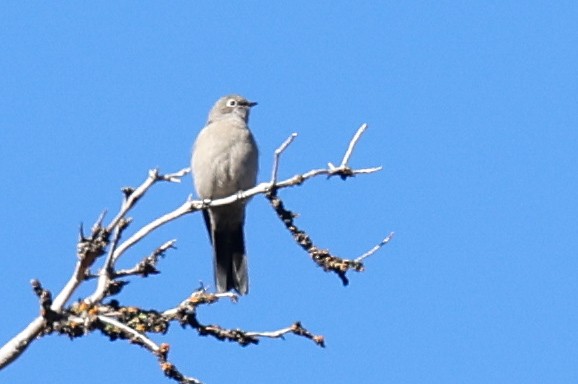 Townsend's Solitaire - ML381314441