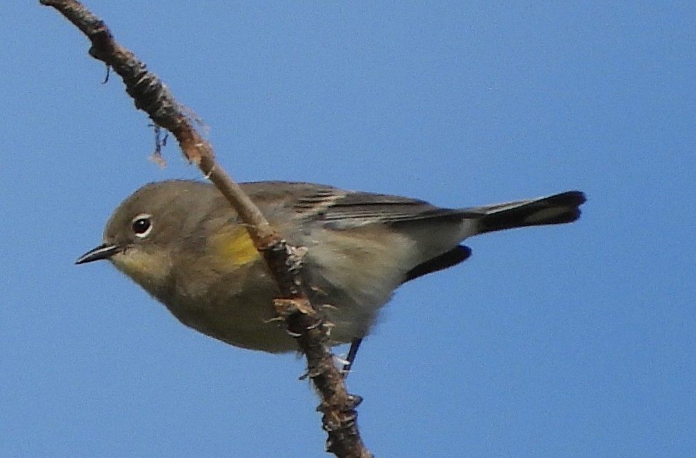 Yellow-rumped Warbler - ML381320591