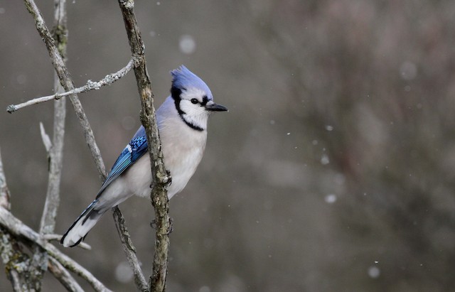 Blue Jay - Vermont eBird